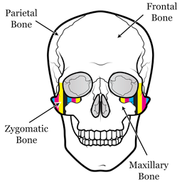 Zygomatic Color